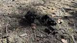  Four Mile Road - Photo 35