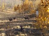 2387 Buffalo Ridge Road - Photo 7
