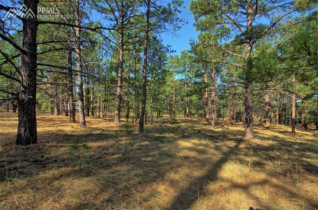 3825 Wavy Oak Drive - Photo 1