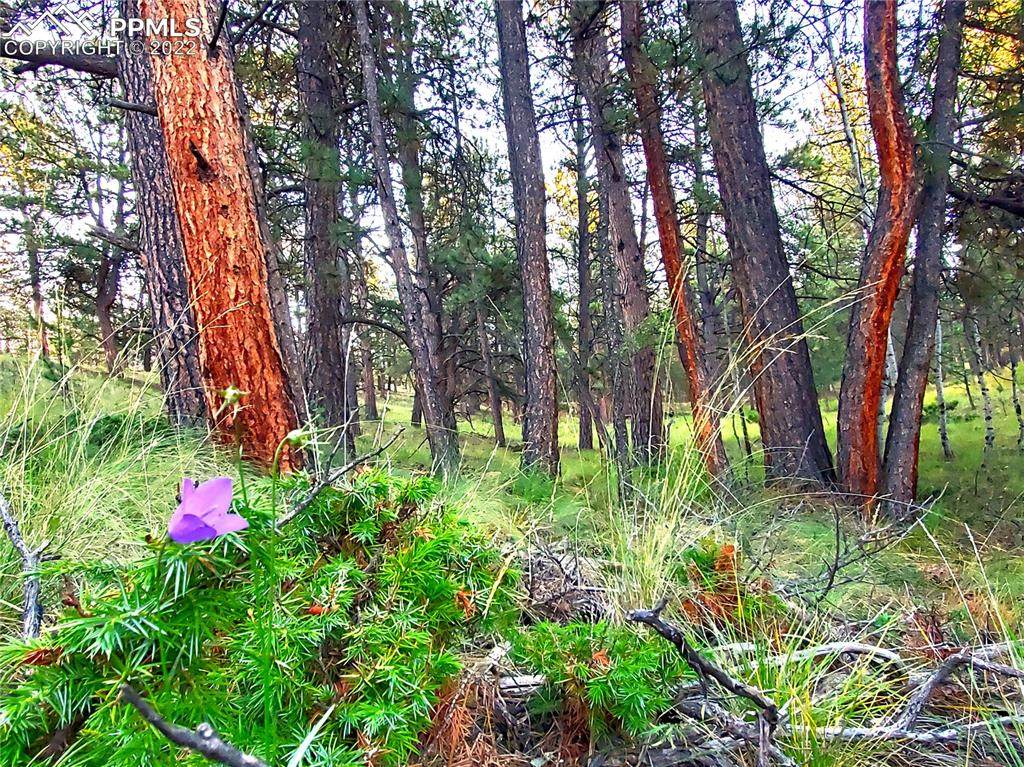 668 Bear Mountain Road - Photo 1