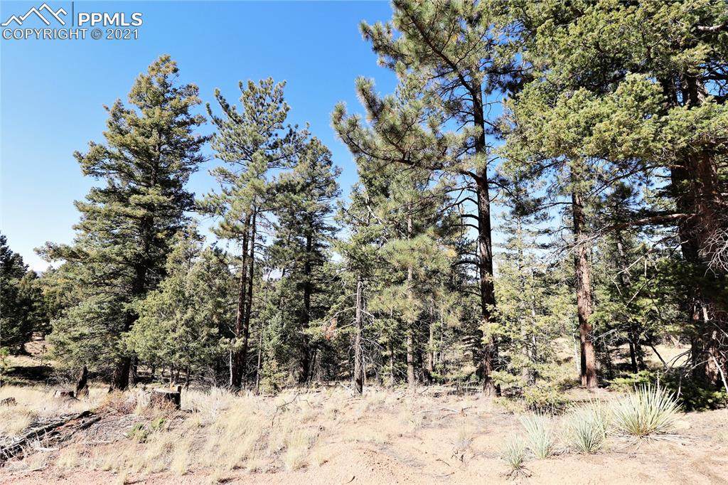 817 Douglas Fir Drive - Photo 1