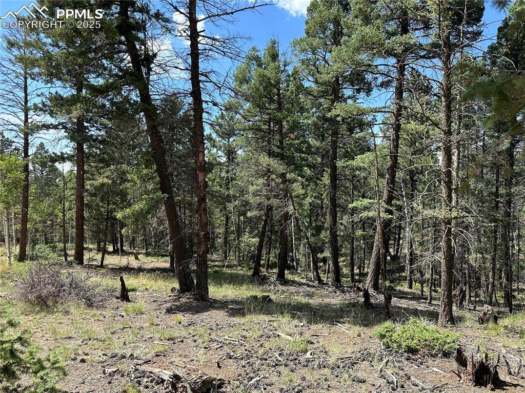 671 Pinewood Road - Photo 1