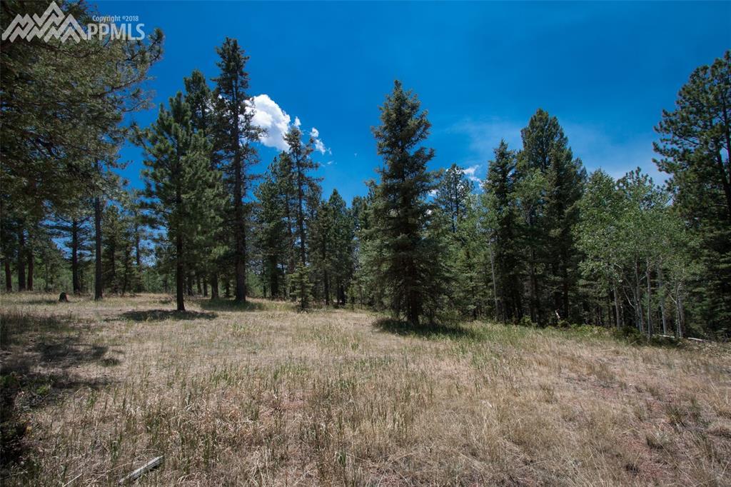 381 Black Bear Drive - Photo 1