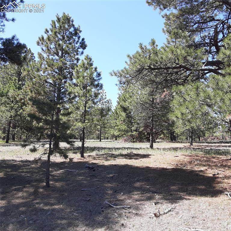 11241 Mosey Trail - Photo 1