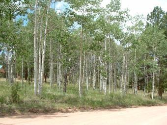54 Still Forest Lane - Photo 1