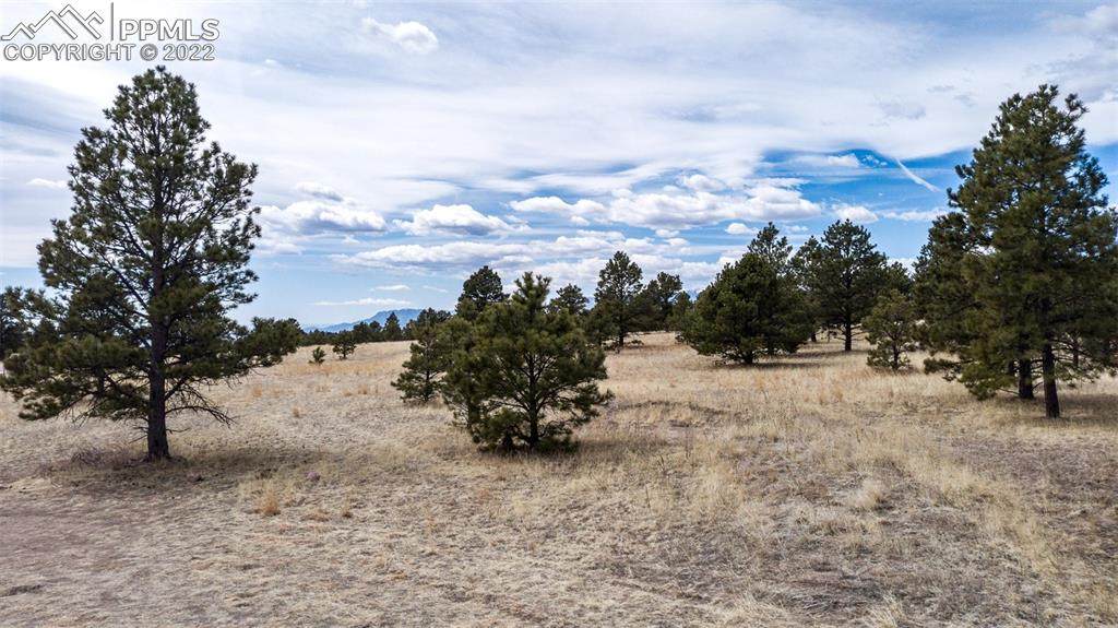 8585 Forest Line Point - Photo 1