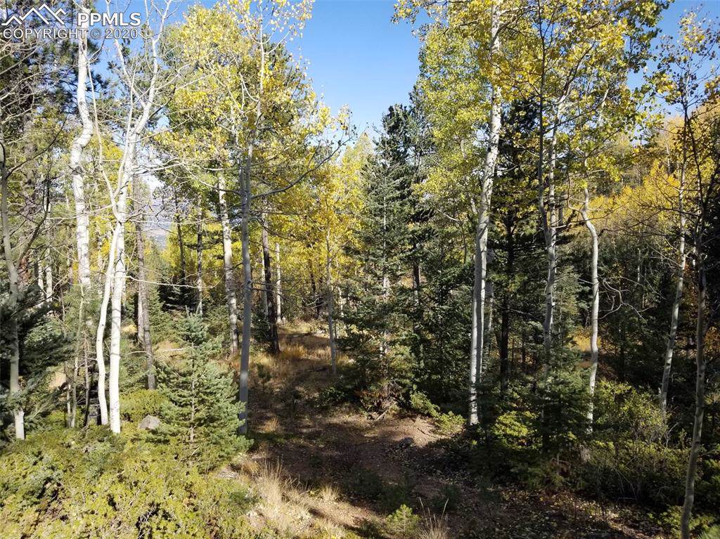 Forest Road - Photo 1