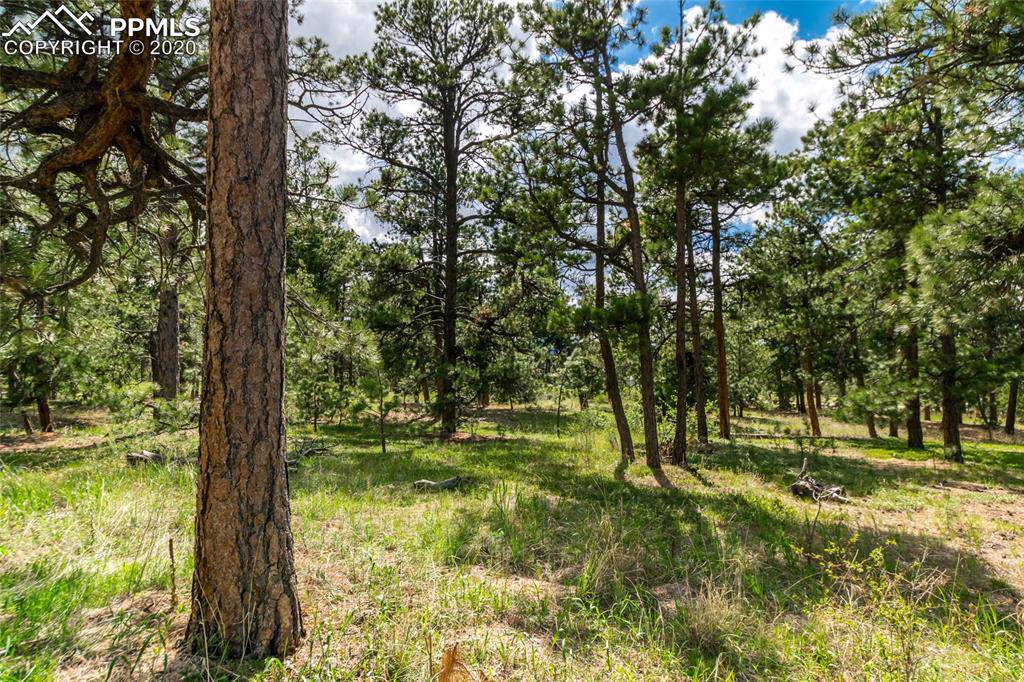 19245 Hilltop Pines Path - Photo 1