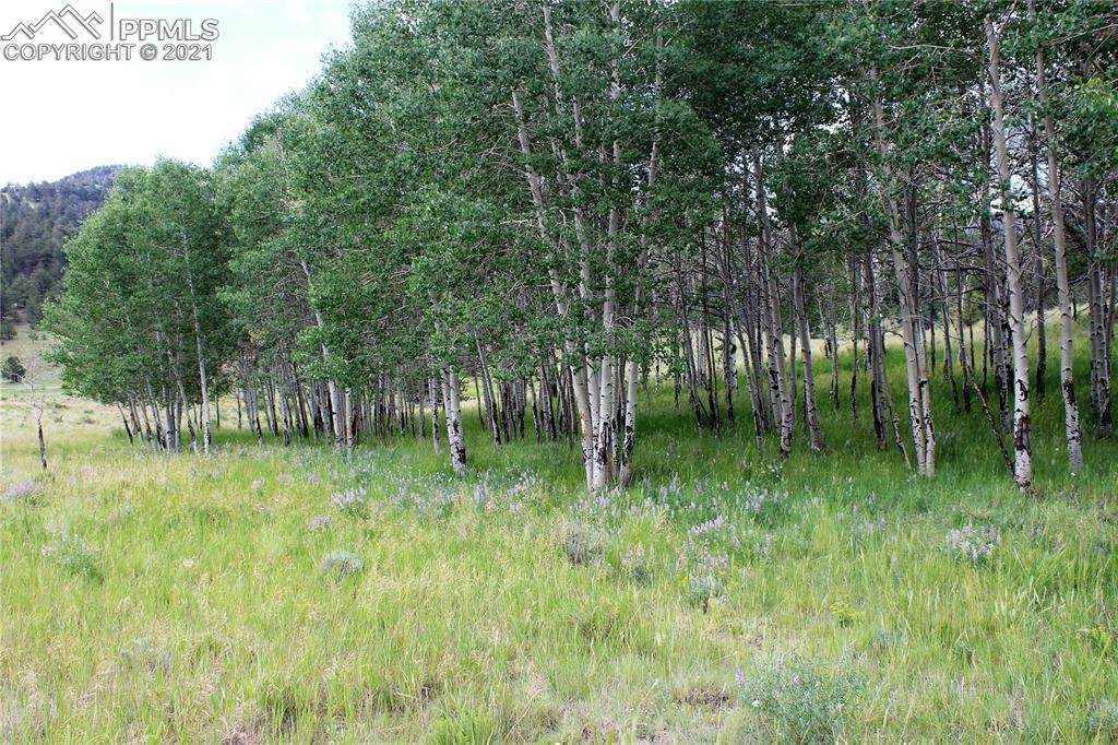 143 Pipeweed - Photo 1