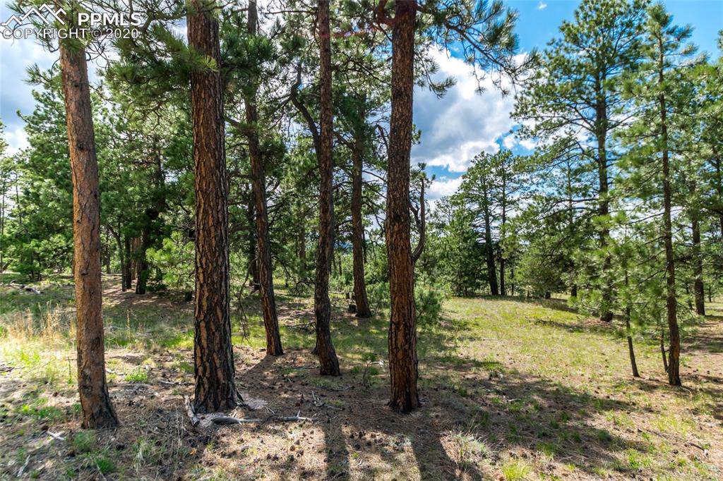 19165 Hilltop Pines Path - Photo 1 19165 Hilltop Pines Path - Photo 1