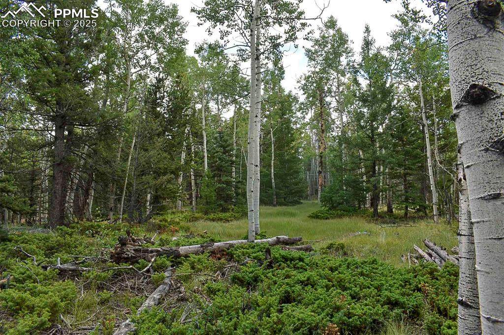 205 Timberline Drive - Photo 1