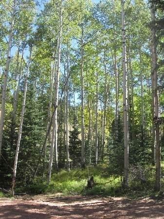 535 Mohawk Heights - Photo 1