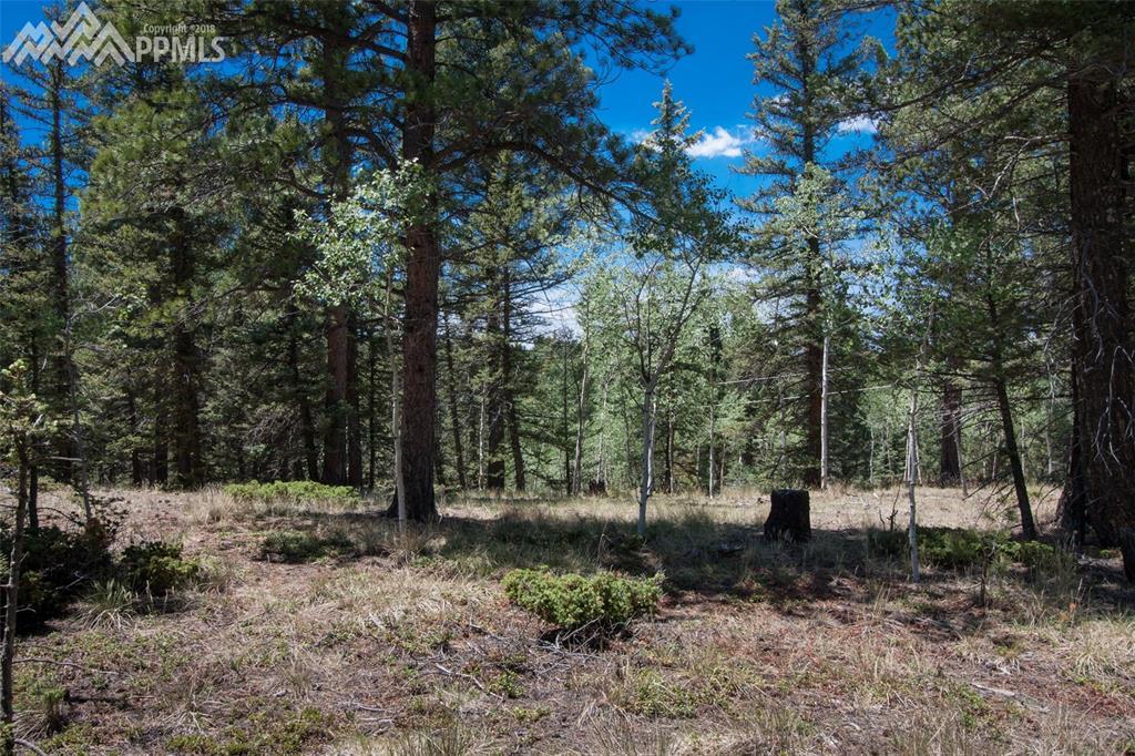 427 Black Bear Drive - Photo 1