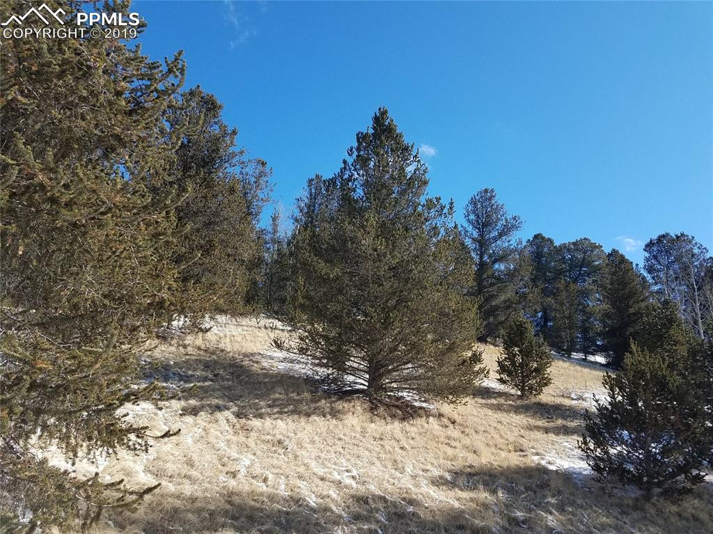 433 Brown Bear Drive - Photo 1