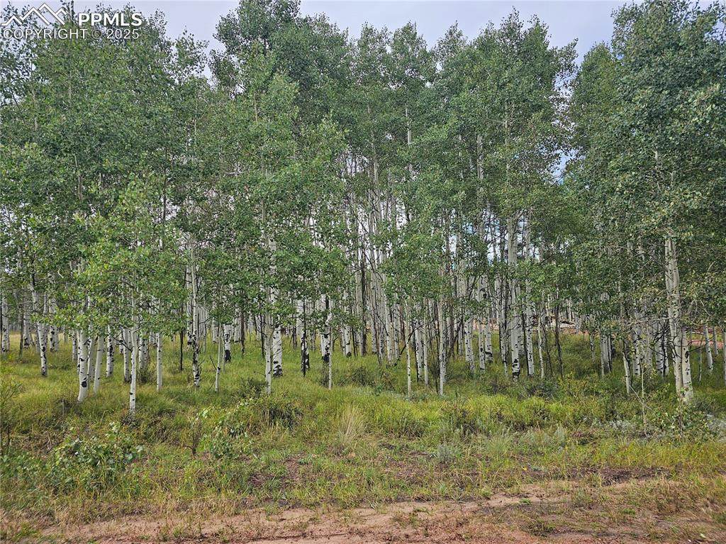 455 Aspen Way Drive - Photo 1