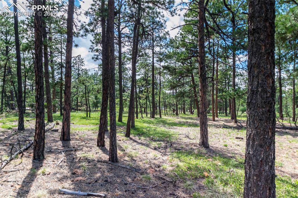 19365 Hilltop Pines Path - Photo 1 19365 Hilltop Pines Path - Photo 1