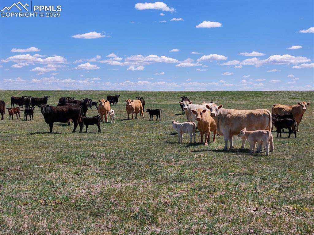 18497 County Road 197 - Photo 1