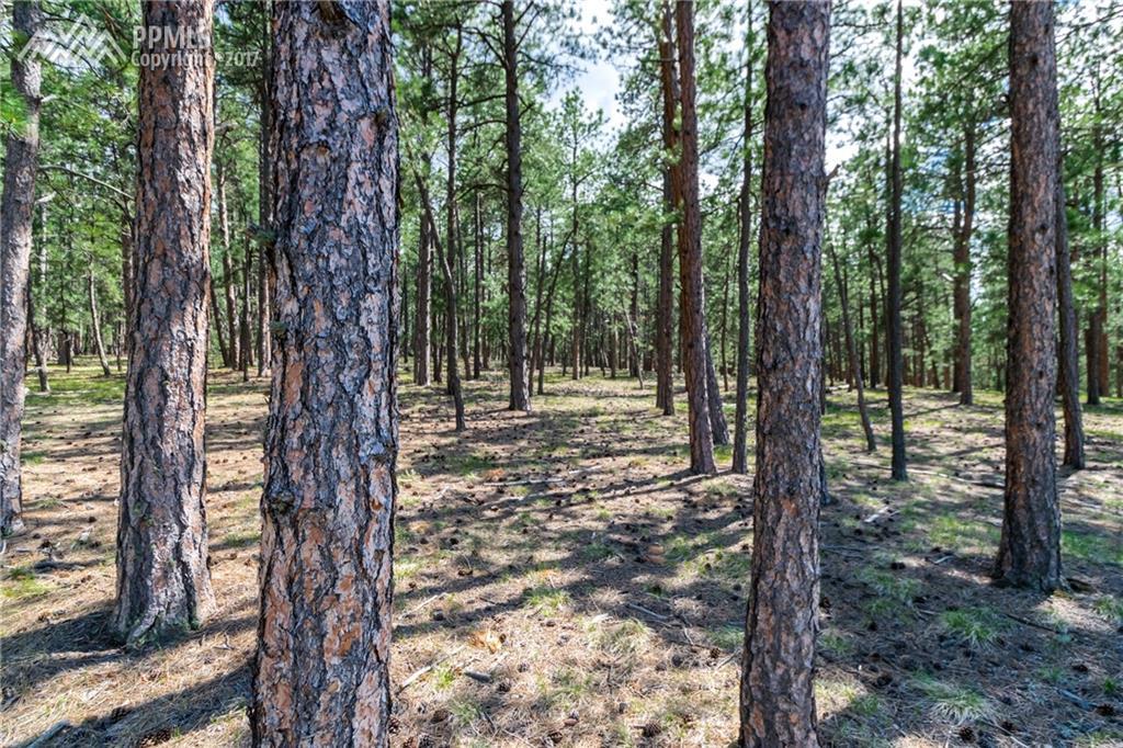 19044 Hilltop Pines Path - Photo 1