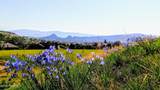 1975 Blooming Hills Drive - Photo 42