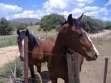 10499 Tough Country Trail - Photo 23