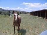 10499 Tough Country Trail - Photo 28