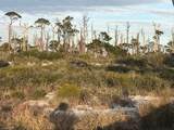 Lot 22 Hibiscus Dr - Photo 4