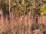 103 Torrey Pine Trl - Photo 8