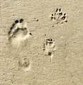 131 Turtle Walk - Photo 38