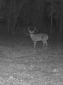 708 Cr 386 N - Photo 9