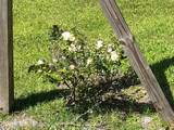 9 Apalachee St - Photo 38