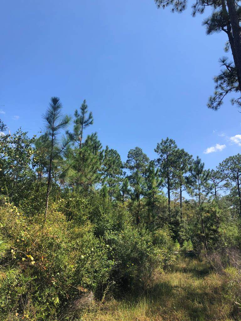 Lot 6 Longleaf Rd - Photo 1