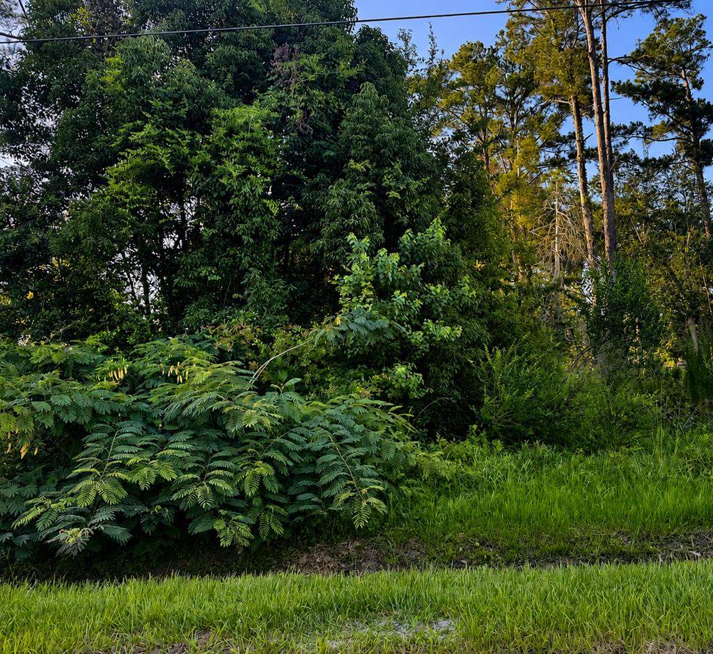 Lot 10 Chipola Ave - Photo 1