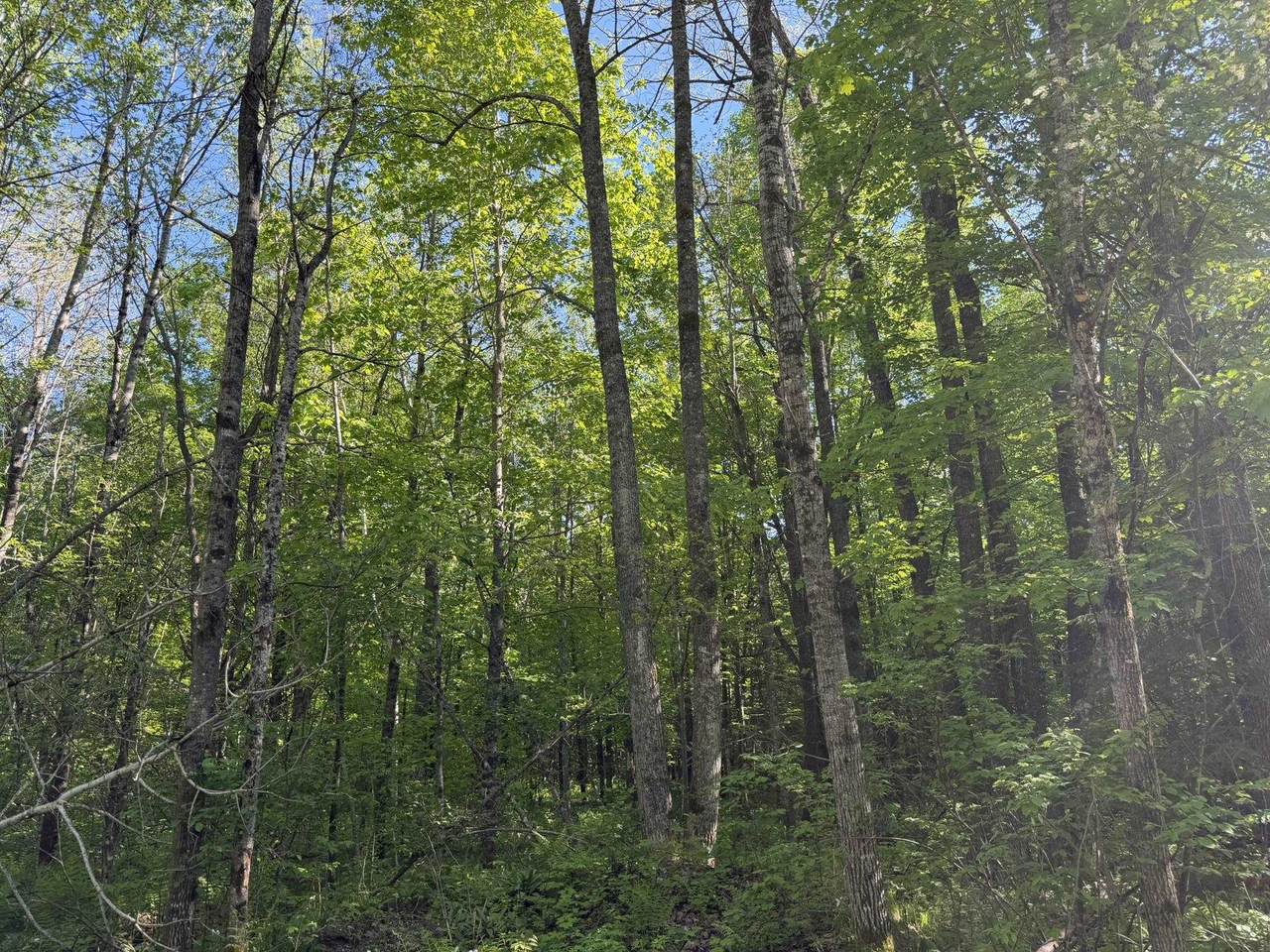  Dream Lake Road - Photo 1