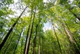  Pine Tree Road - Photo 4
