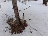  Twin Pine Lane - Photo 4