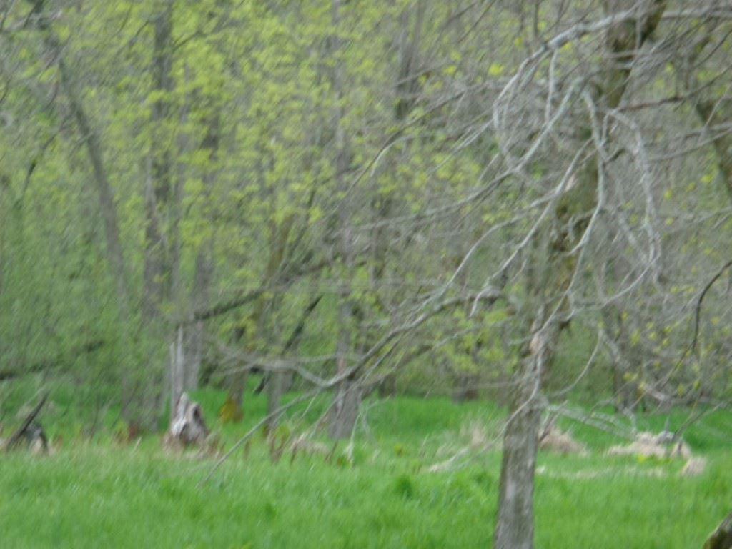 Bighorn Drive - Photo 1