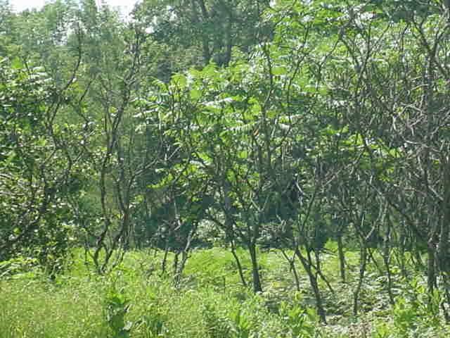 Hwy 64 - Photo 1