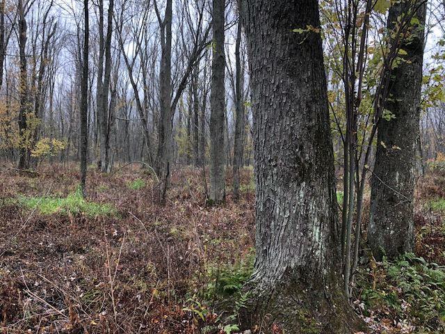 Balsam Lane - Photo 1
