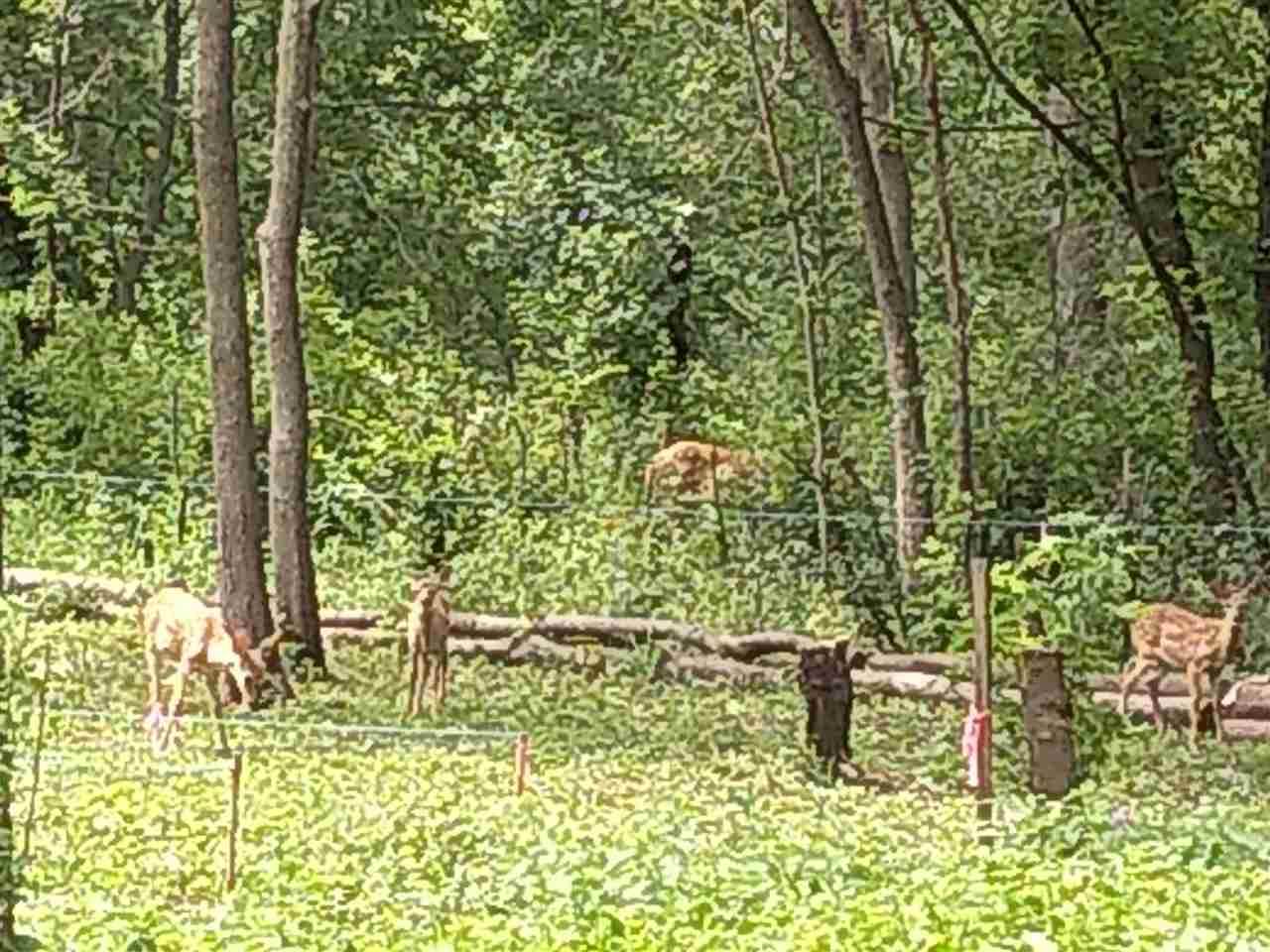 Paynes Point Road - Photo 1