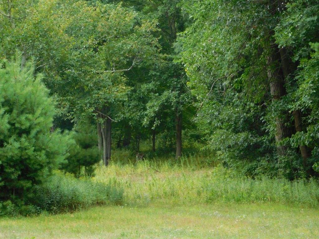 Lot 11 670th Avenue - Photo 1