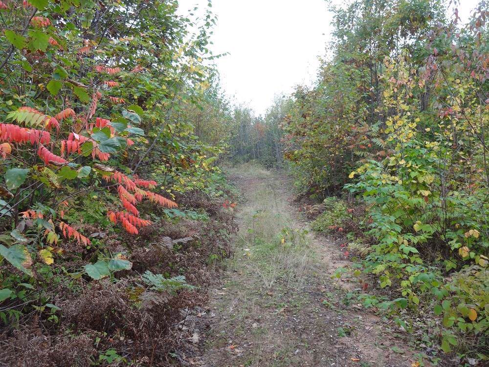 Near Old Road - Photo 1