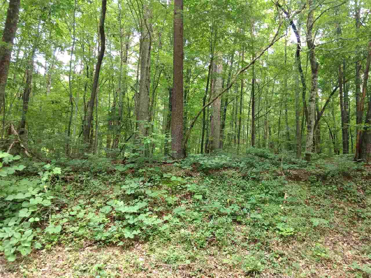 00 Pine Tree Rd - Photo 1