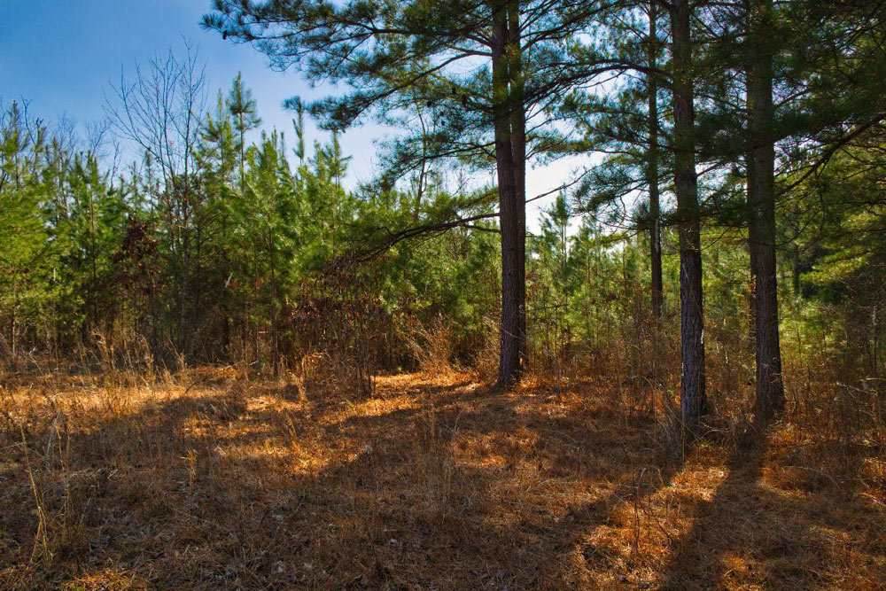 0 Casselberry Ct - Photo 1