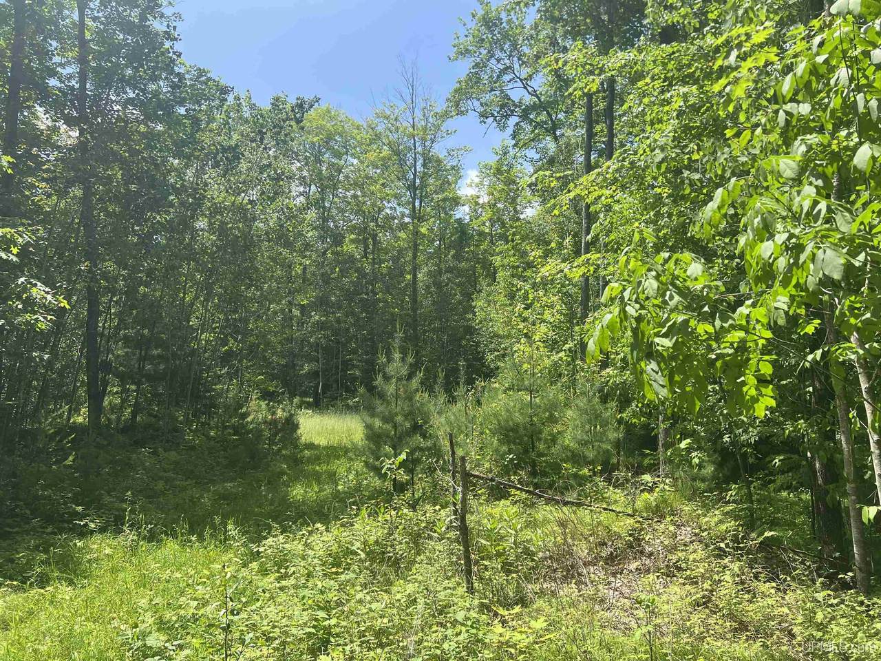 TBD 40 Acres Wilderness - Photo 1