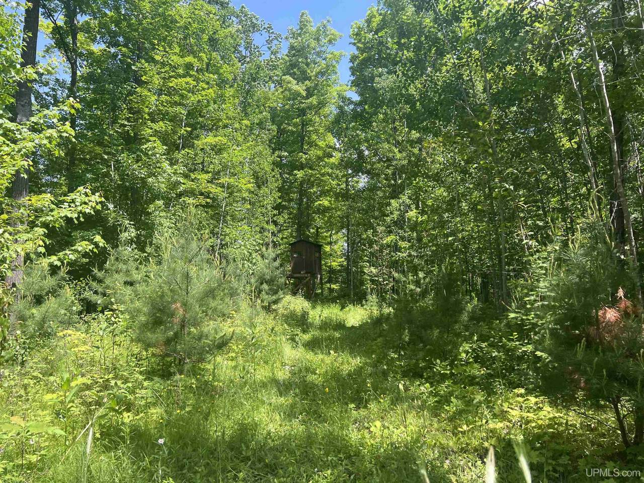 TBD 40 Acres Wilderness - Photo 1