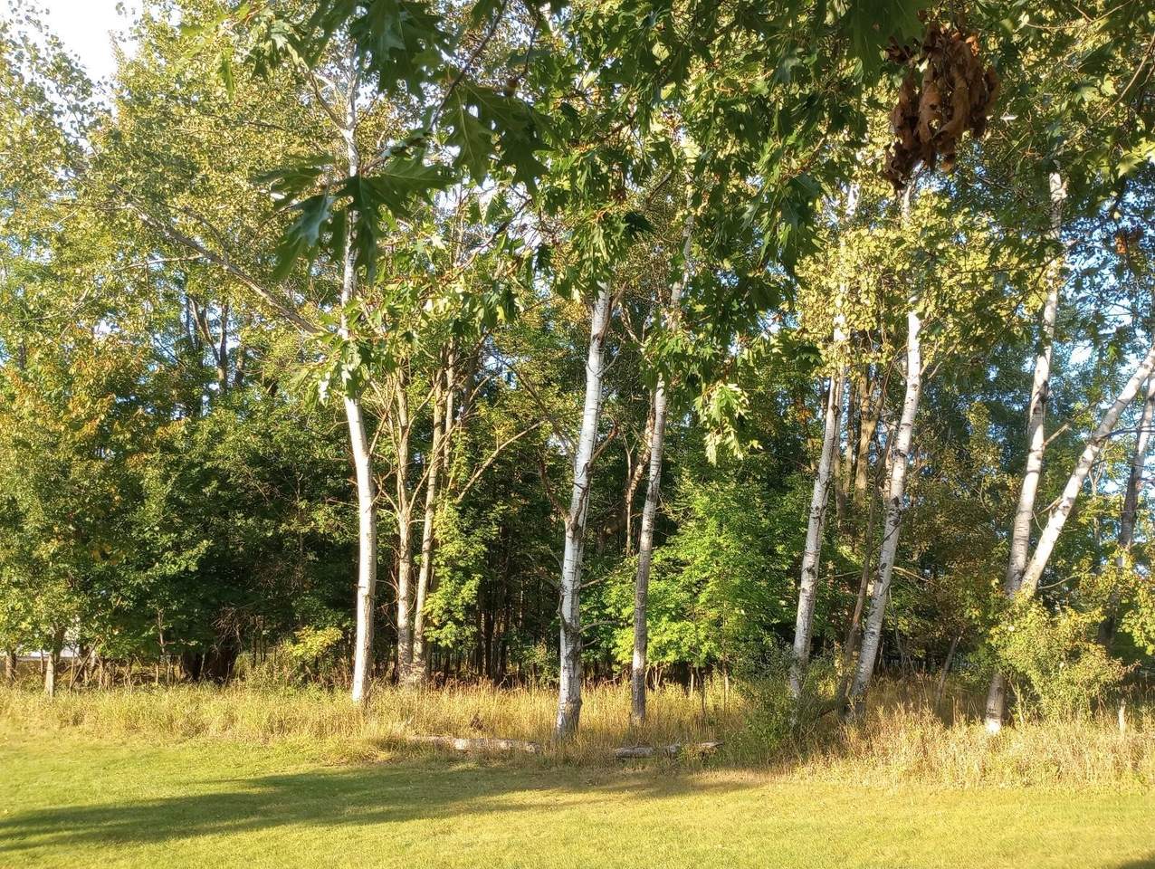 Lot 225 Linksview - Photo 1