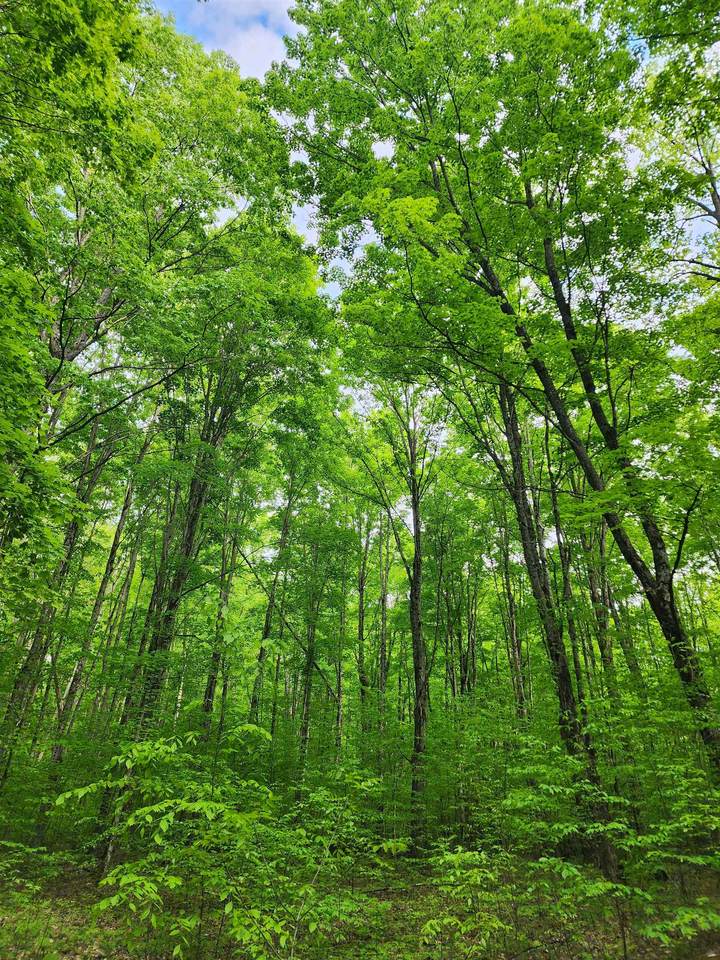 10 Acres VL Wildwood - Photo 1