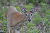 5033 Red Fox - Photo 9