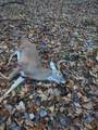 13845 70th - Photo 49