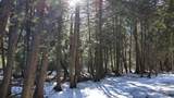 37 Acres Cathead Bay - Photo 11